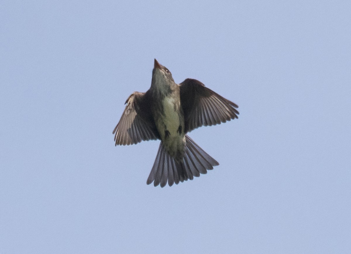 Olive-sided Flycatcher - ML639298884