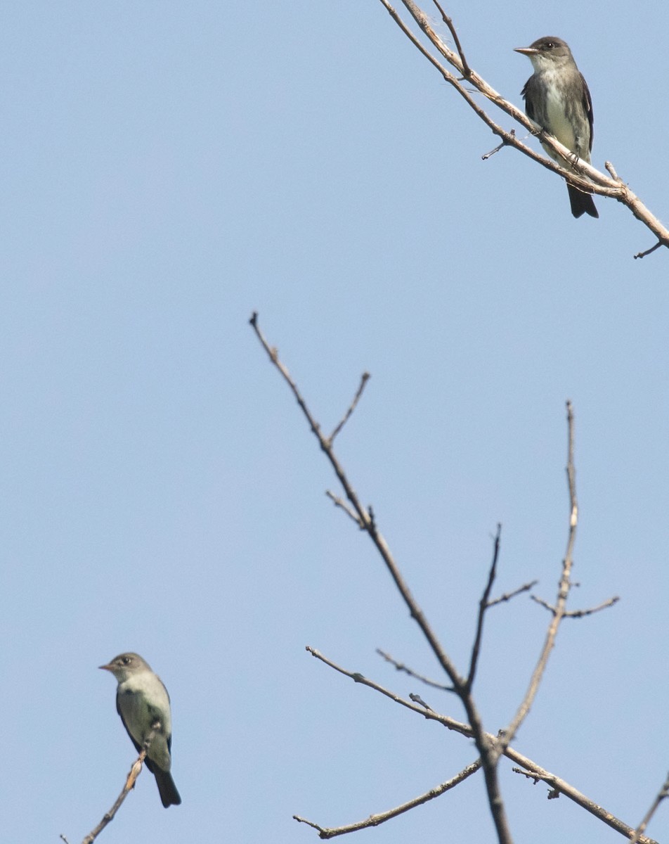 Olive-sided Flycatcher - ML639298887