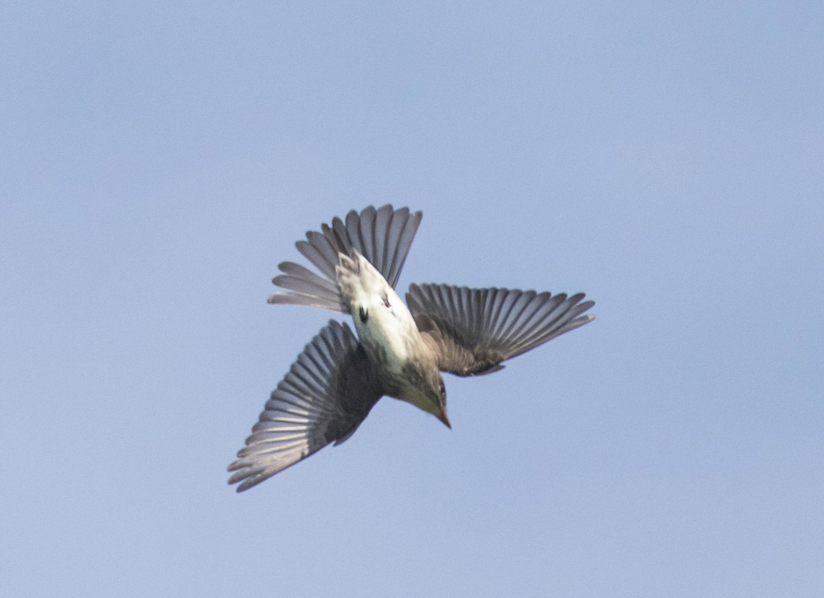Olive-sided Flycatcher - ML639298888