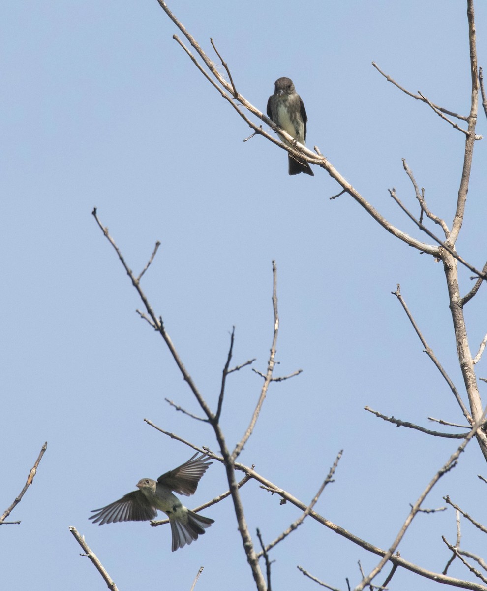 Olive-sided Flycatcher - ML639298889