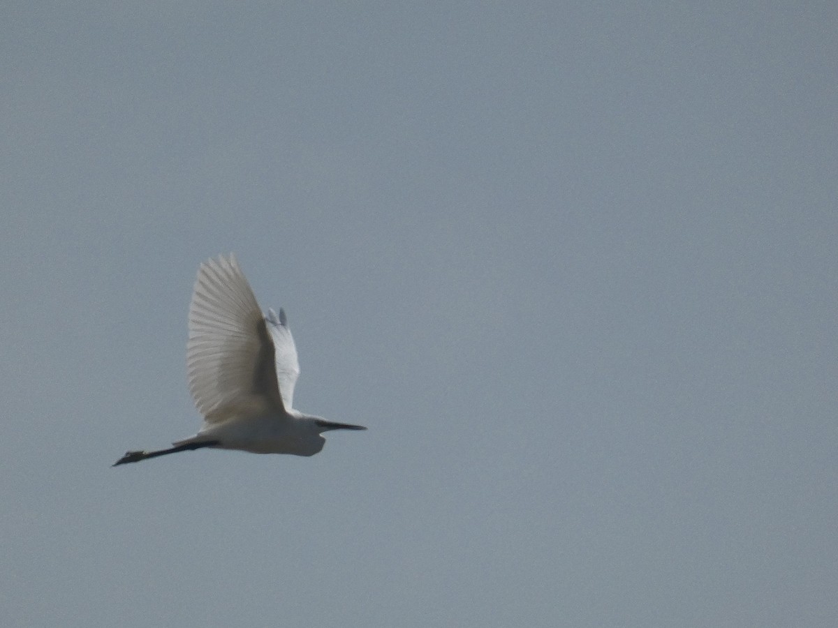 Хурган дэглий - ML639298908