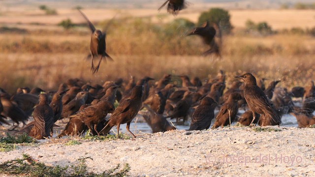 Spotless Starling - ML639298950