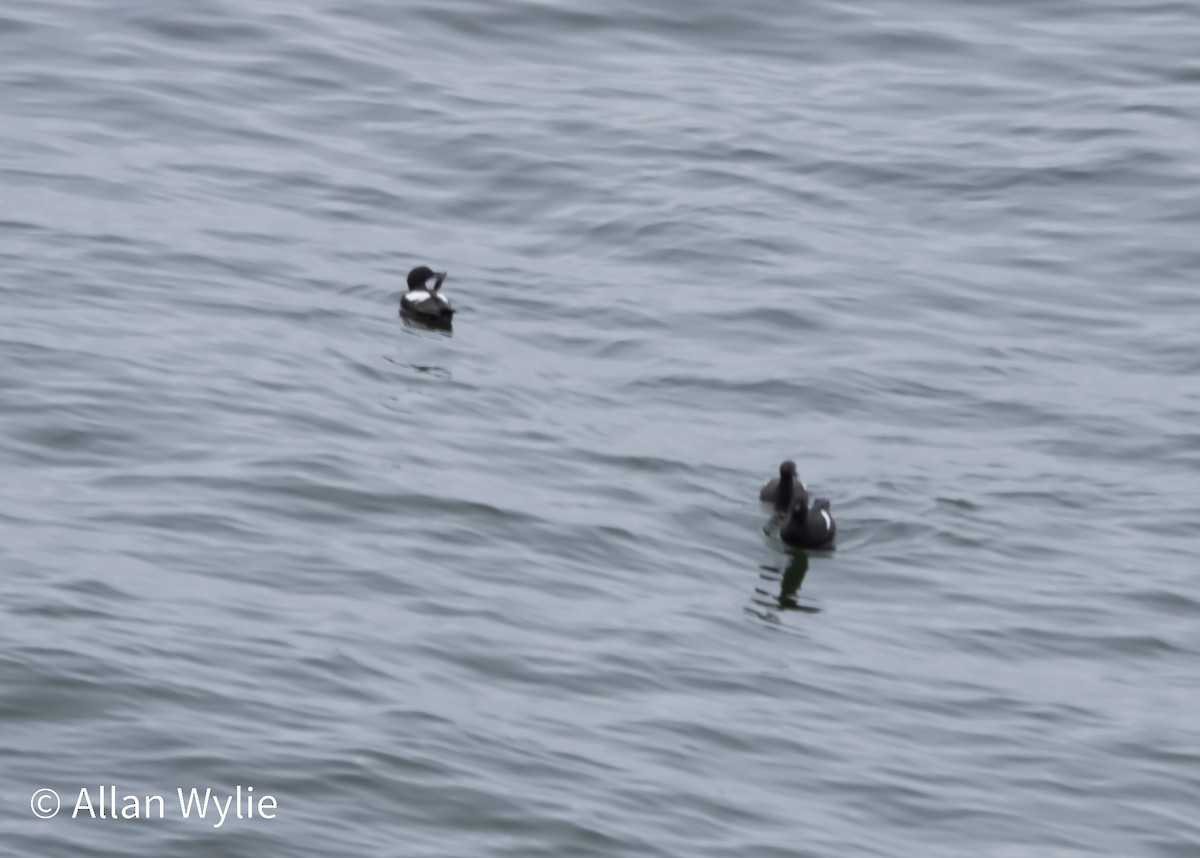 Guillemot colombin - ML639298983