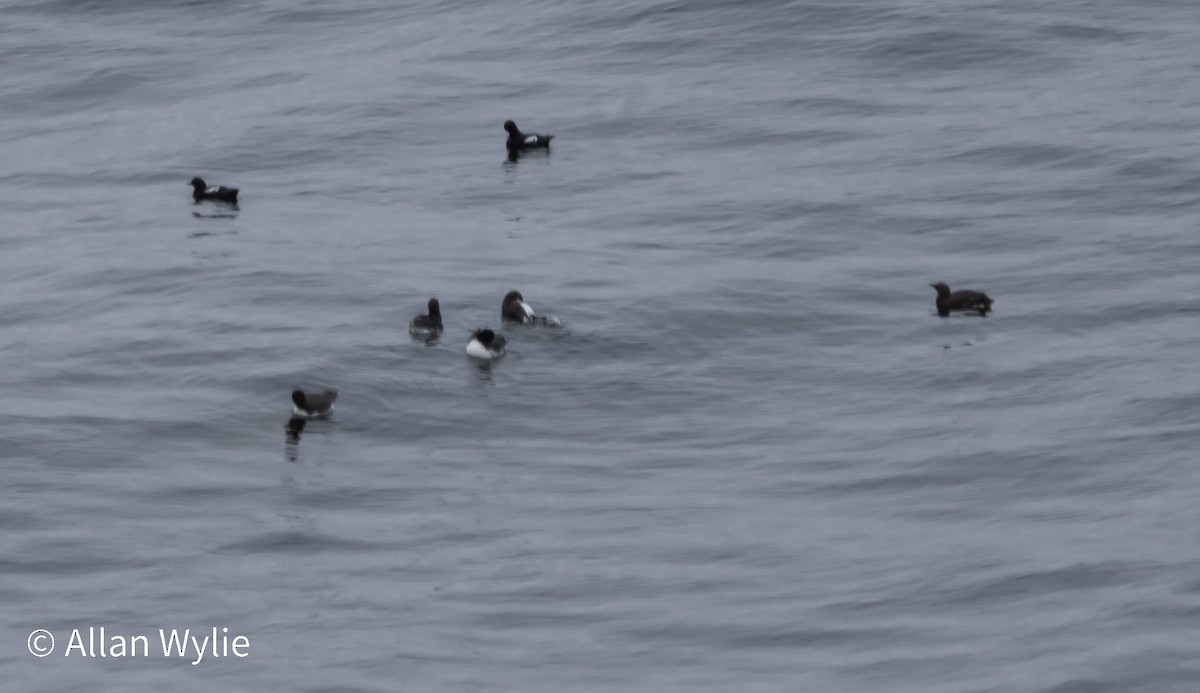 Guillemot marmette - ML639298991