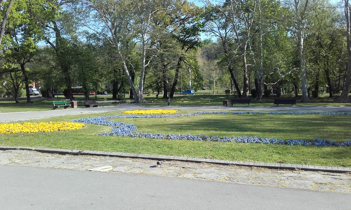 Eurasian Jackdaw - ML639299039