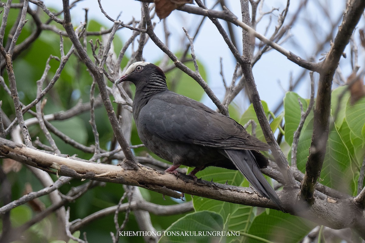 White-crowned Pigeon - ML639299074