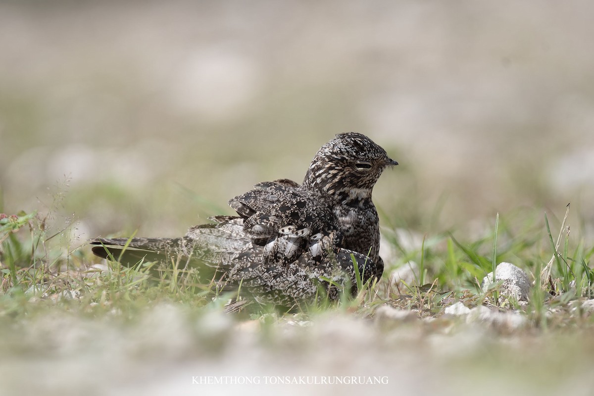 Antillean Nighthawk - ML639299076