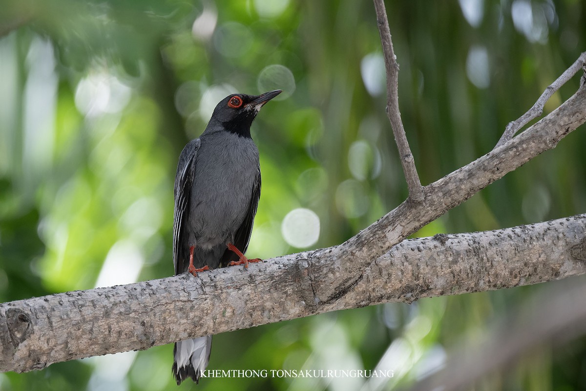 Western Red-legged Thrush (Bahamas) - ML639299081
