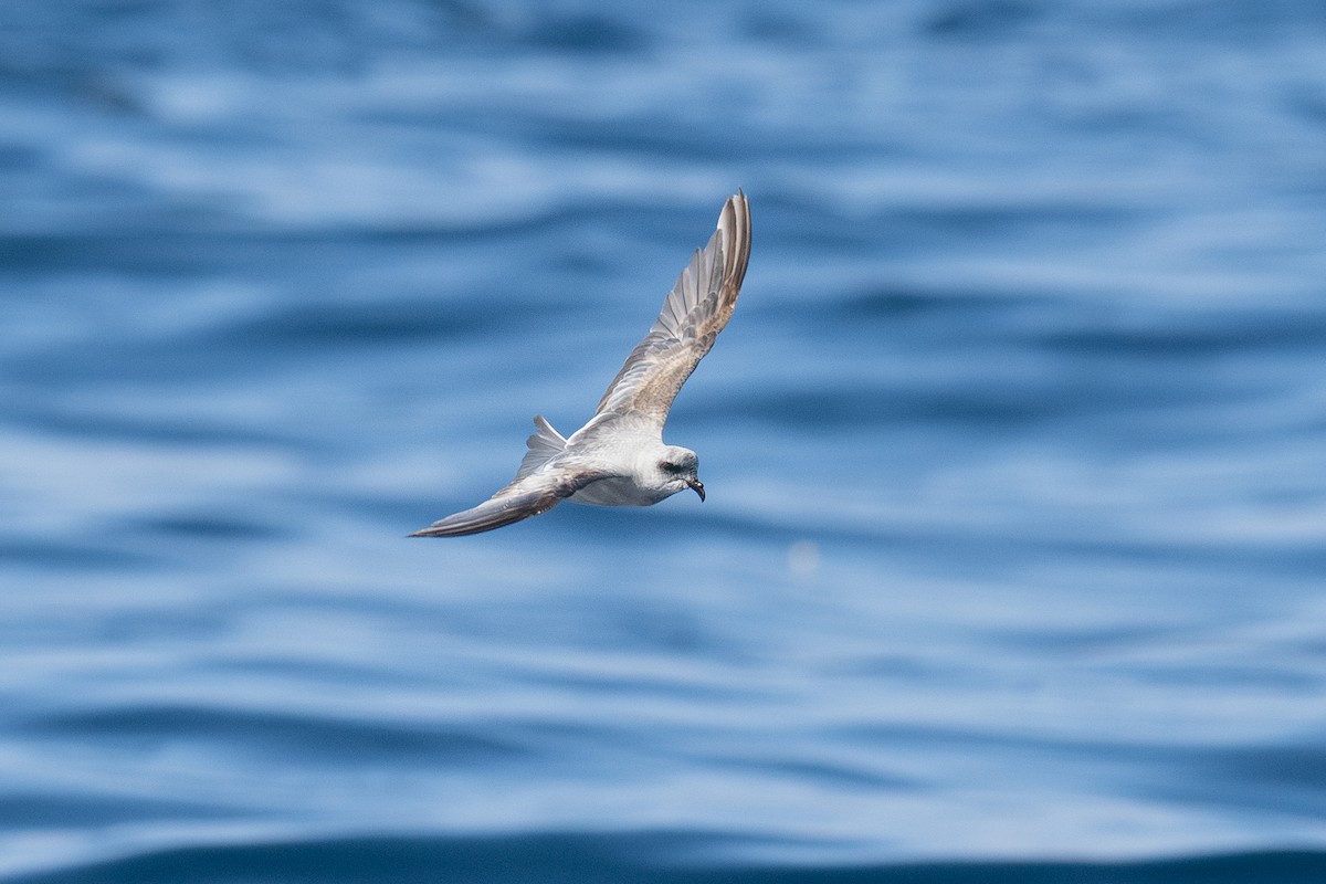 Fork-tailed Storm-Petrel - ML639299148