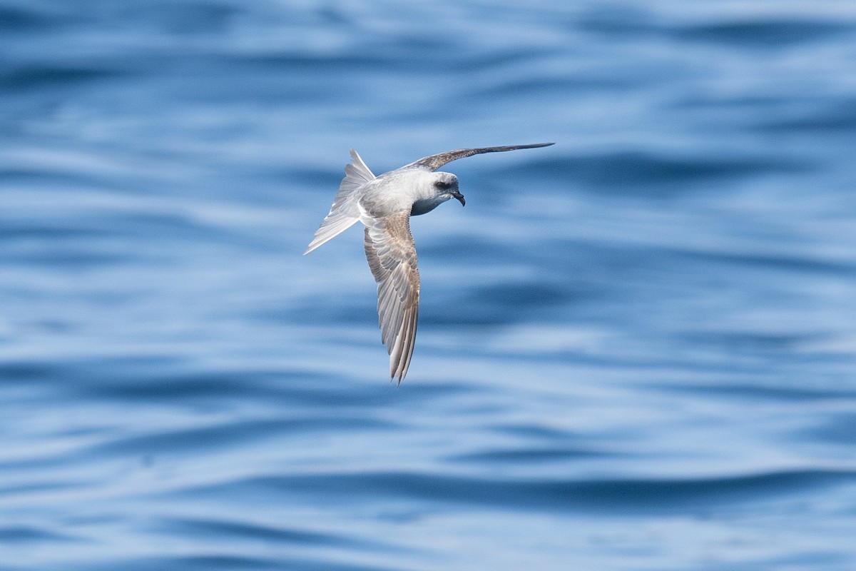 Fork-tailed Storm-Petrel - ML639299149