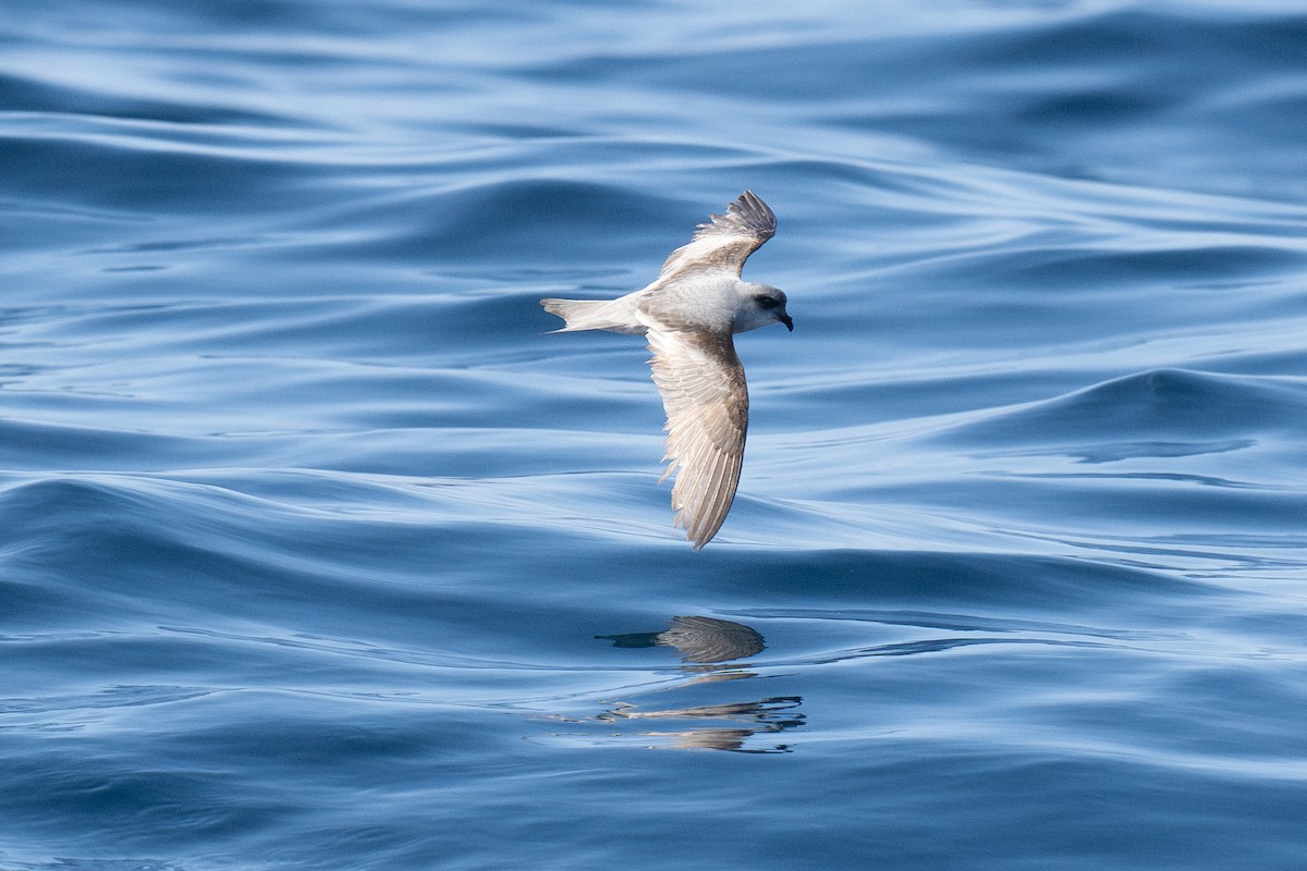 Fork-tailed Storm-Petrel - ML639299151