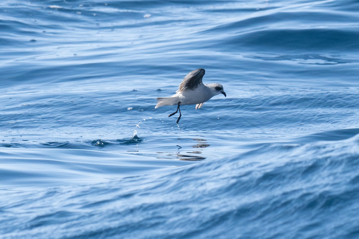 Fork-tailed Storm-Petrel - ML639299152