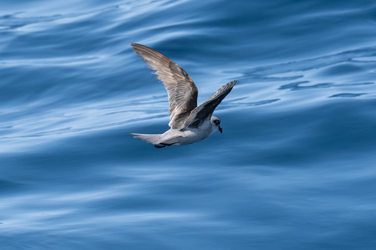 Fork-tailed Storm-Petrel - ML639299153