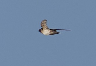 Cliff Swallow - ML639299198