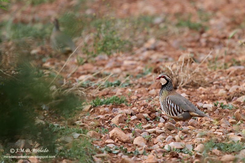 Red-legged Partridge - ML639299295