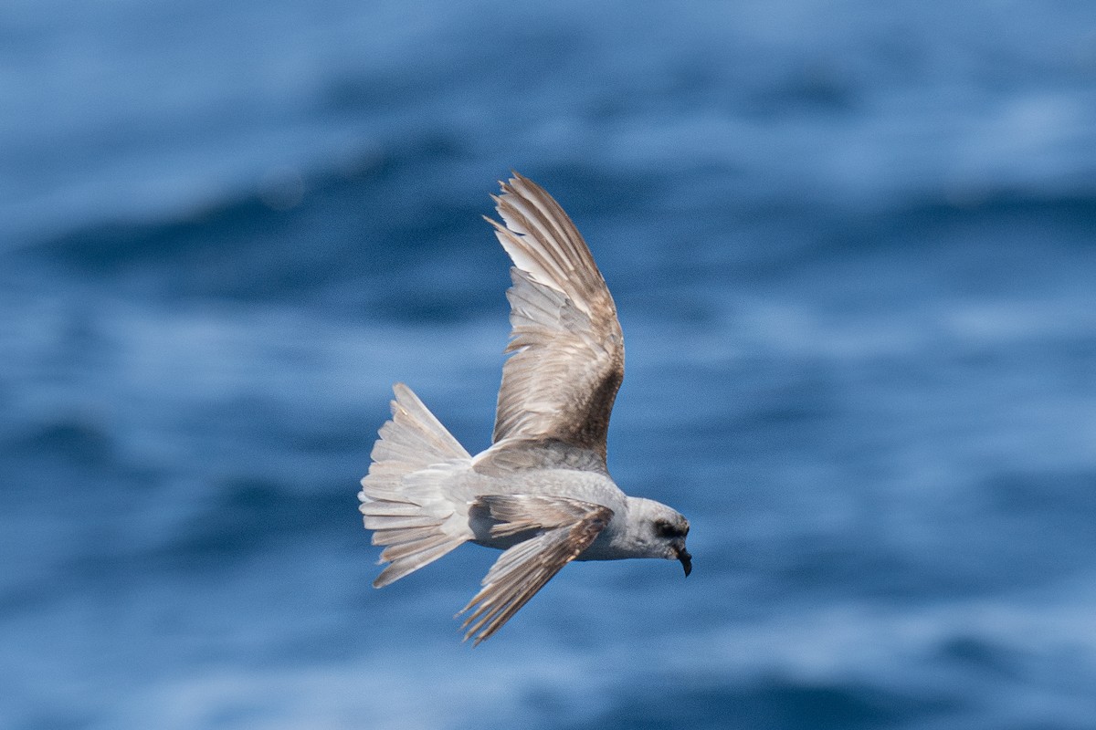 Fork-tailed Storm-Petrel - ML639299313