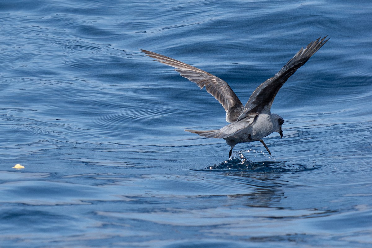 Fork-tailed Storm-Petrel - ML639299314