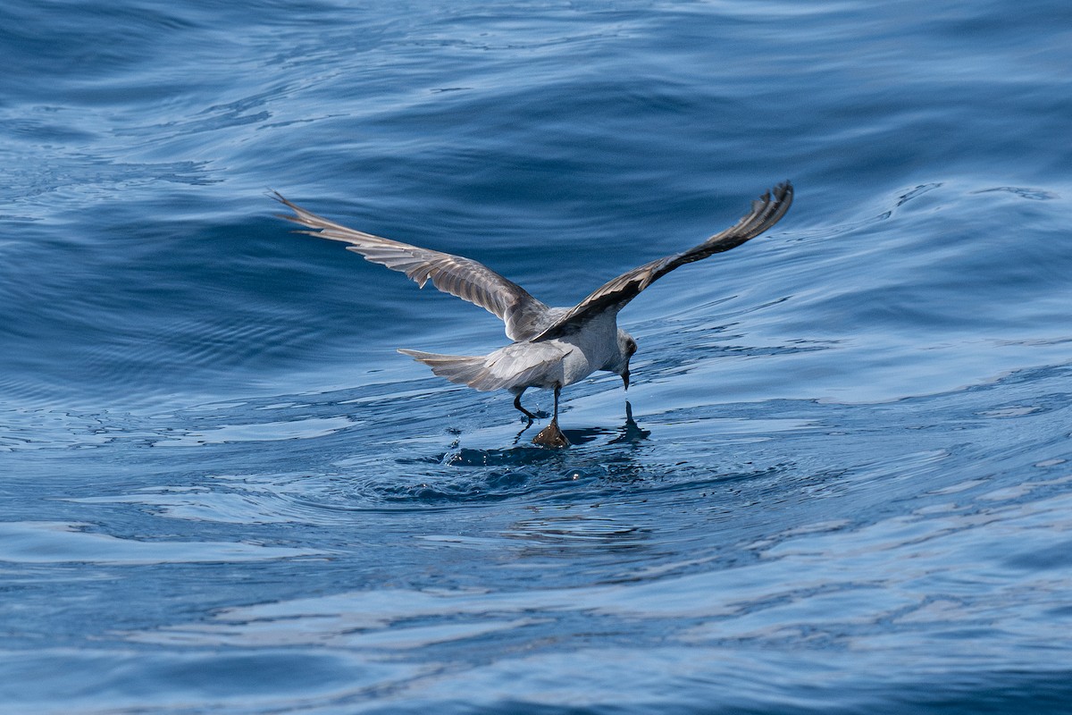 Fork-tailed Storm-Petrel - ML639299315