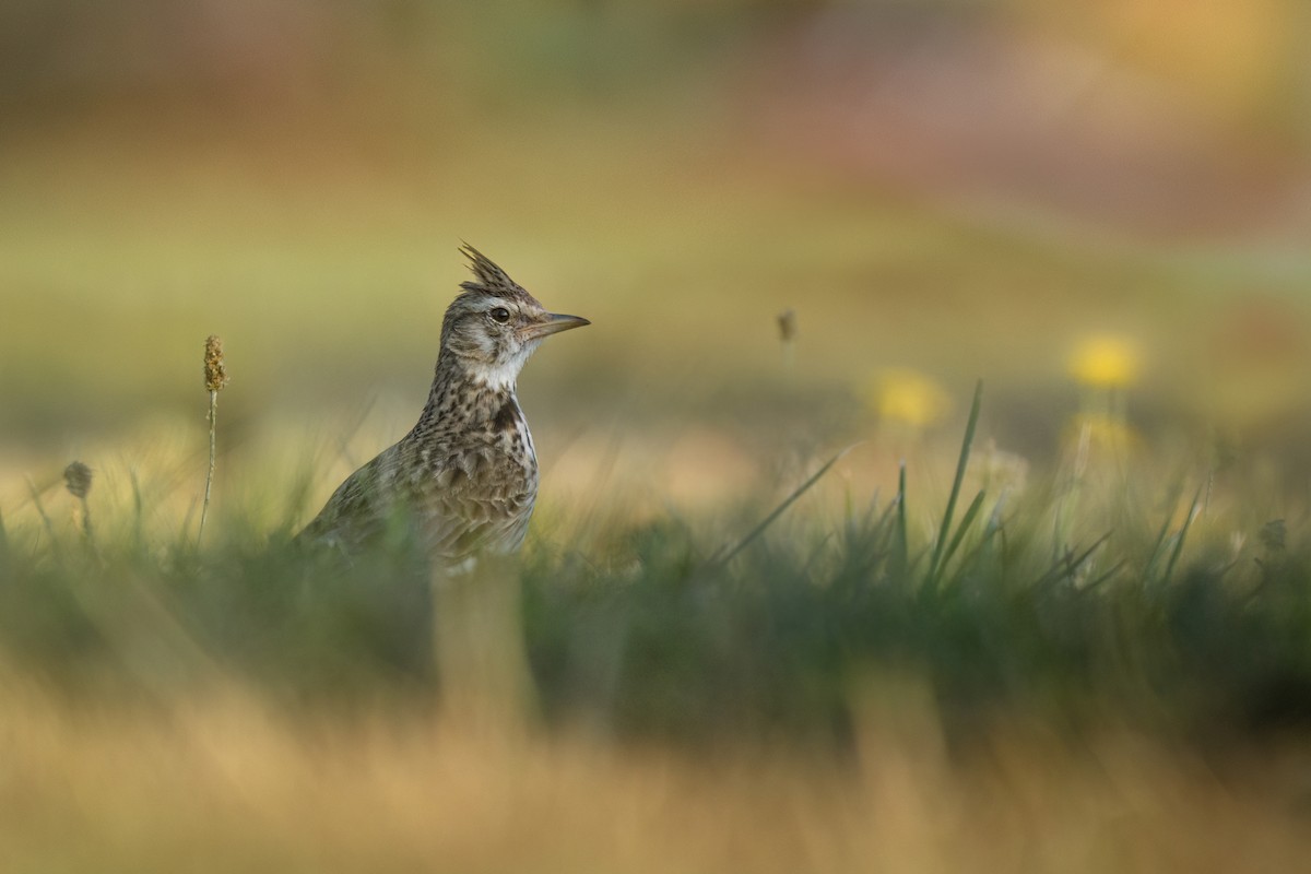 Посмітюха звичайна - ML639299323