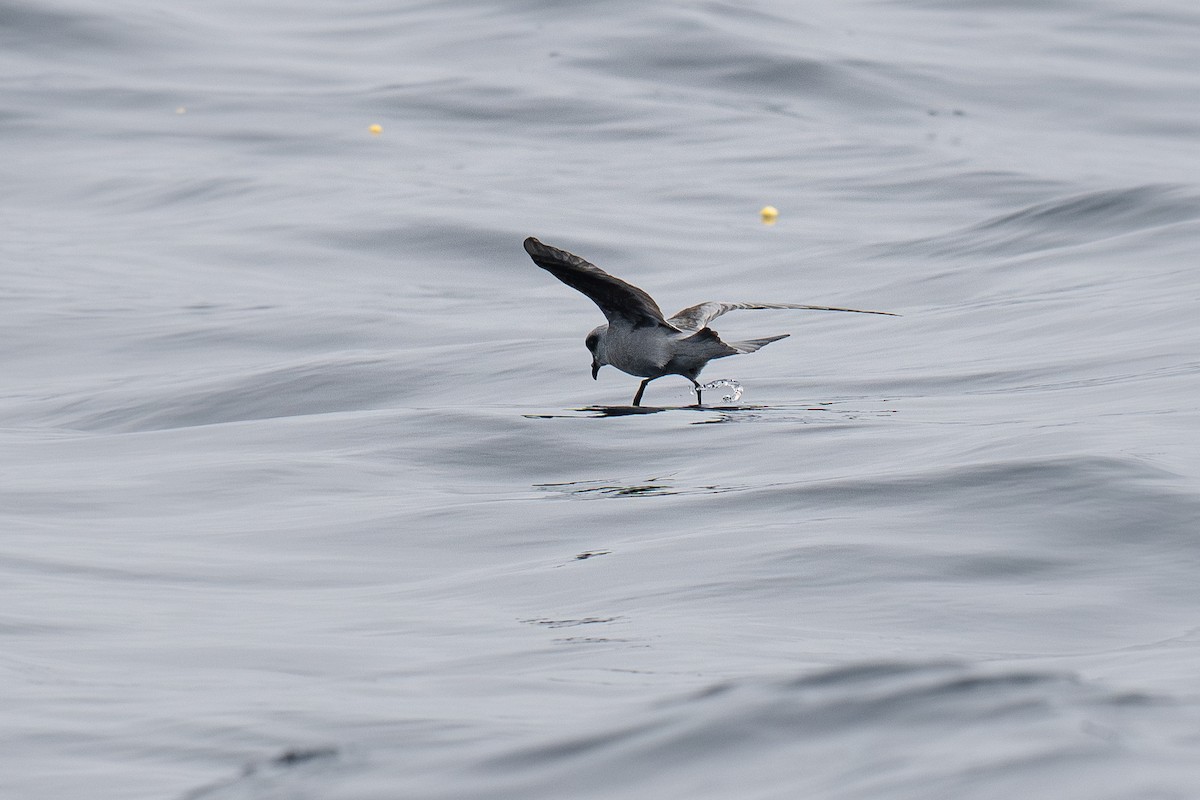 Fork-tailed Storm-Petrel - ML639299408