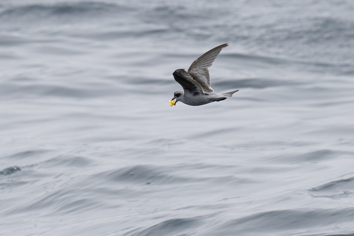 Fork-tailed Storm-Petrel - ML639299409