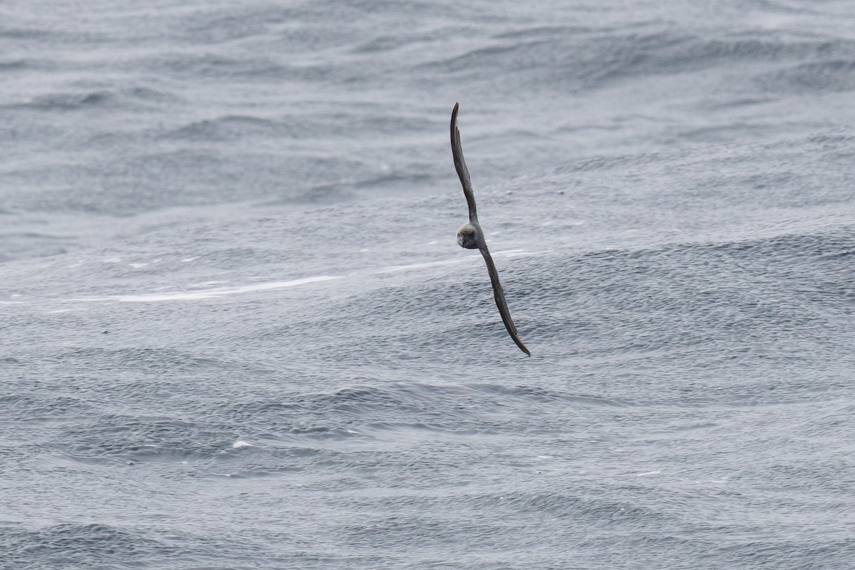 Fork-tailed Storm-Petrel - ML639299439