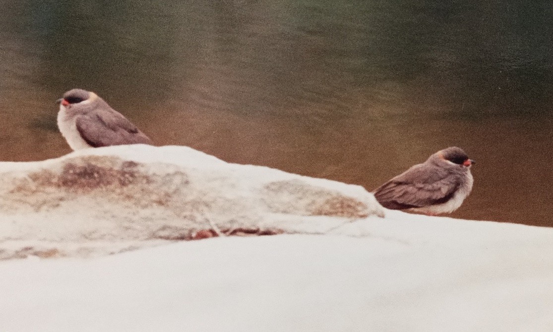Rock Pratincole - ML639299540