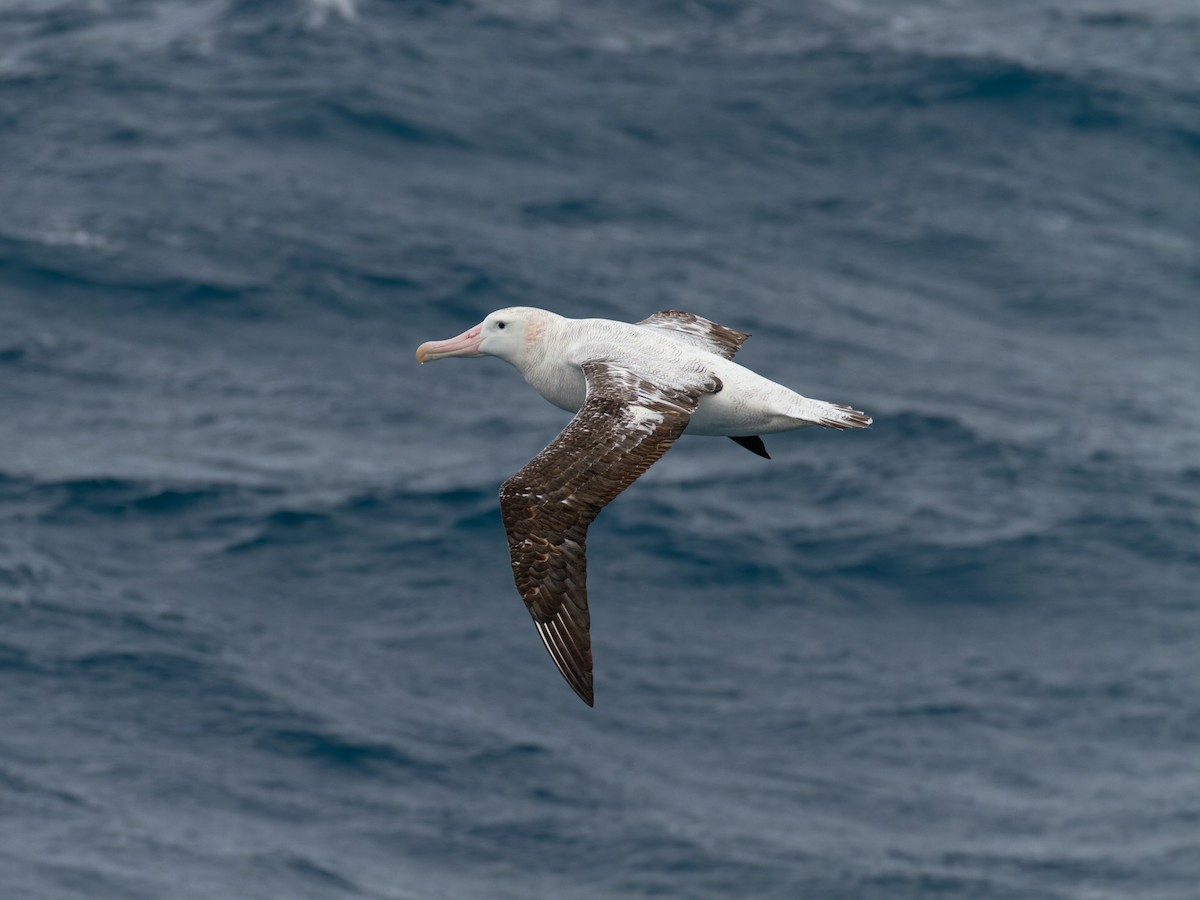 Snowy/Tristan/Antipodean Albatross - ML639299571