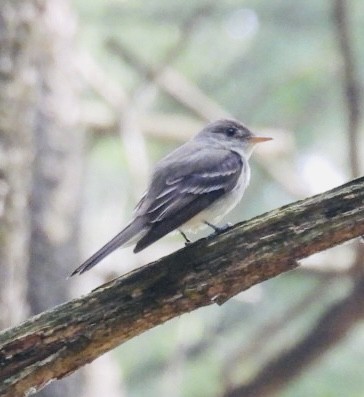Eastern Wood-Pewee - ML639299611