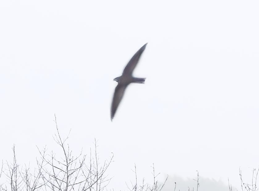 Band-rumped Swift - ML639299618