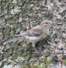 Pine Warbler - ML639299620