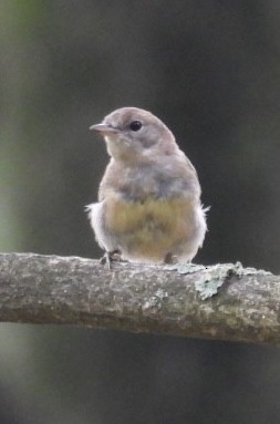 Pine Warbler - ML639299623