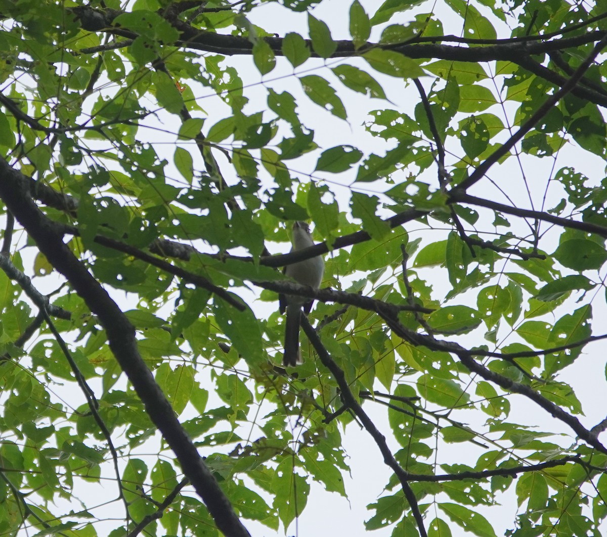 Ashy Bulbul - ML639299646