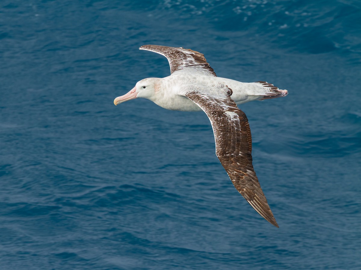 Snowy/Tristan/Antipodean Albatross - ML639299670