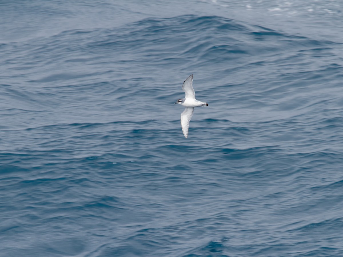 Slender-billed Prion - ML639299710
