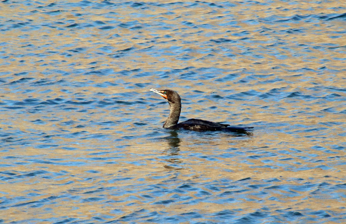 Cormoran à aigrettes - ML639299722