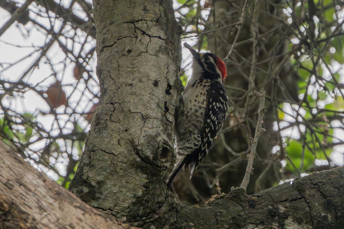 Nuttall's Woodpecker - ML639299725