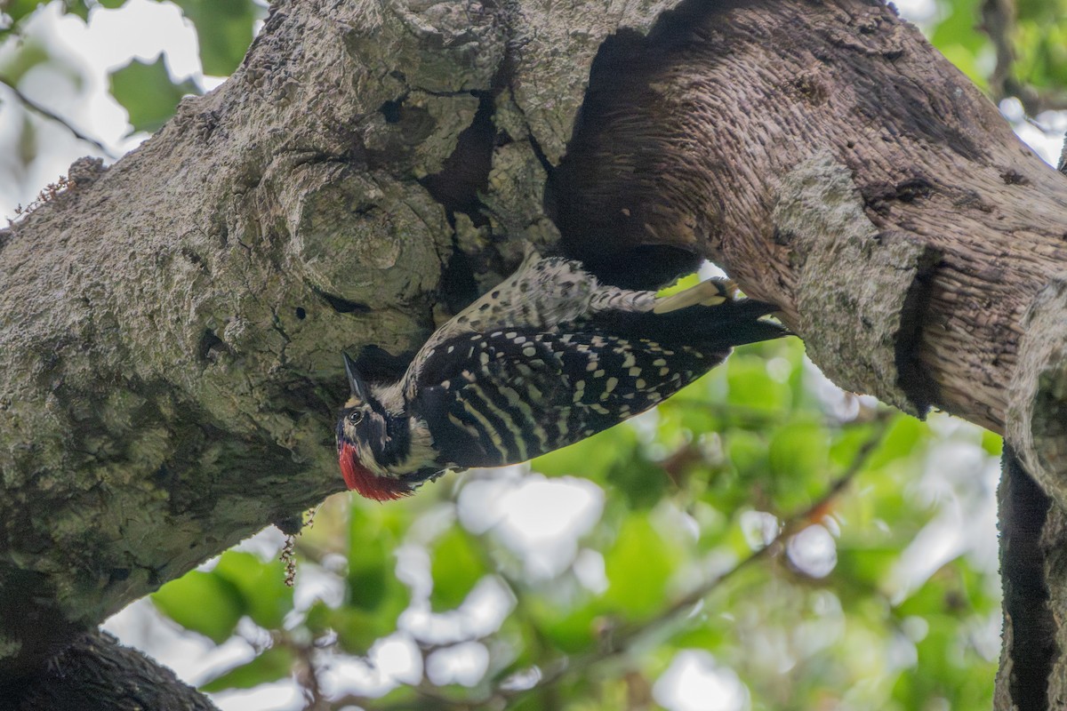 Nuttall's Woodpecker - ML639299731