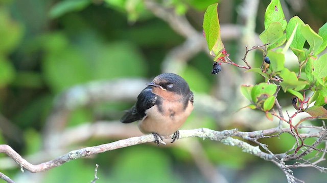 Hirondelle rustique (erythrogaster) - ML639299794