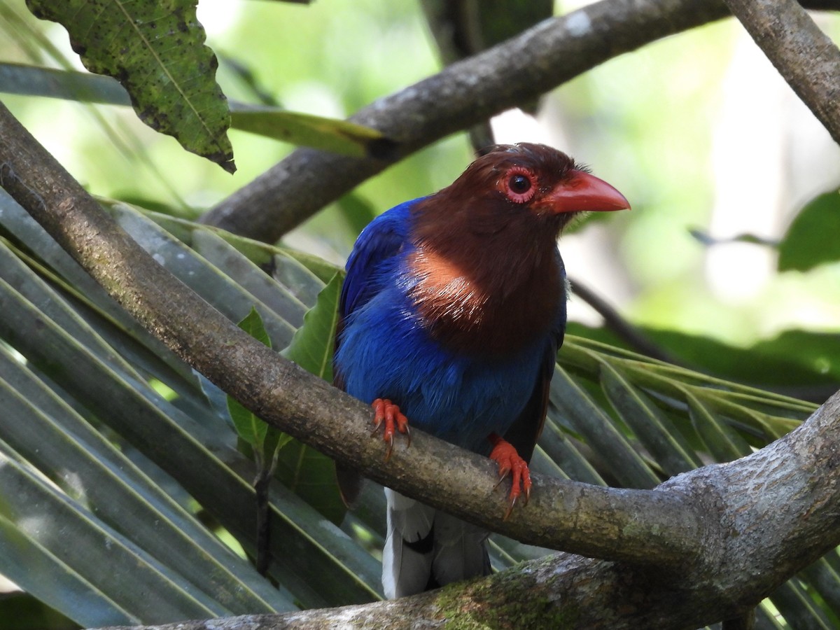 Sri Lanka Blue-Magpie - ML639299882