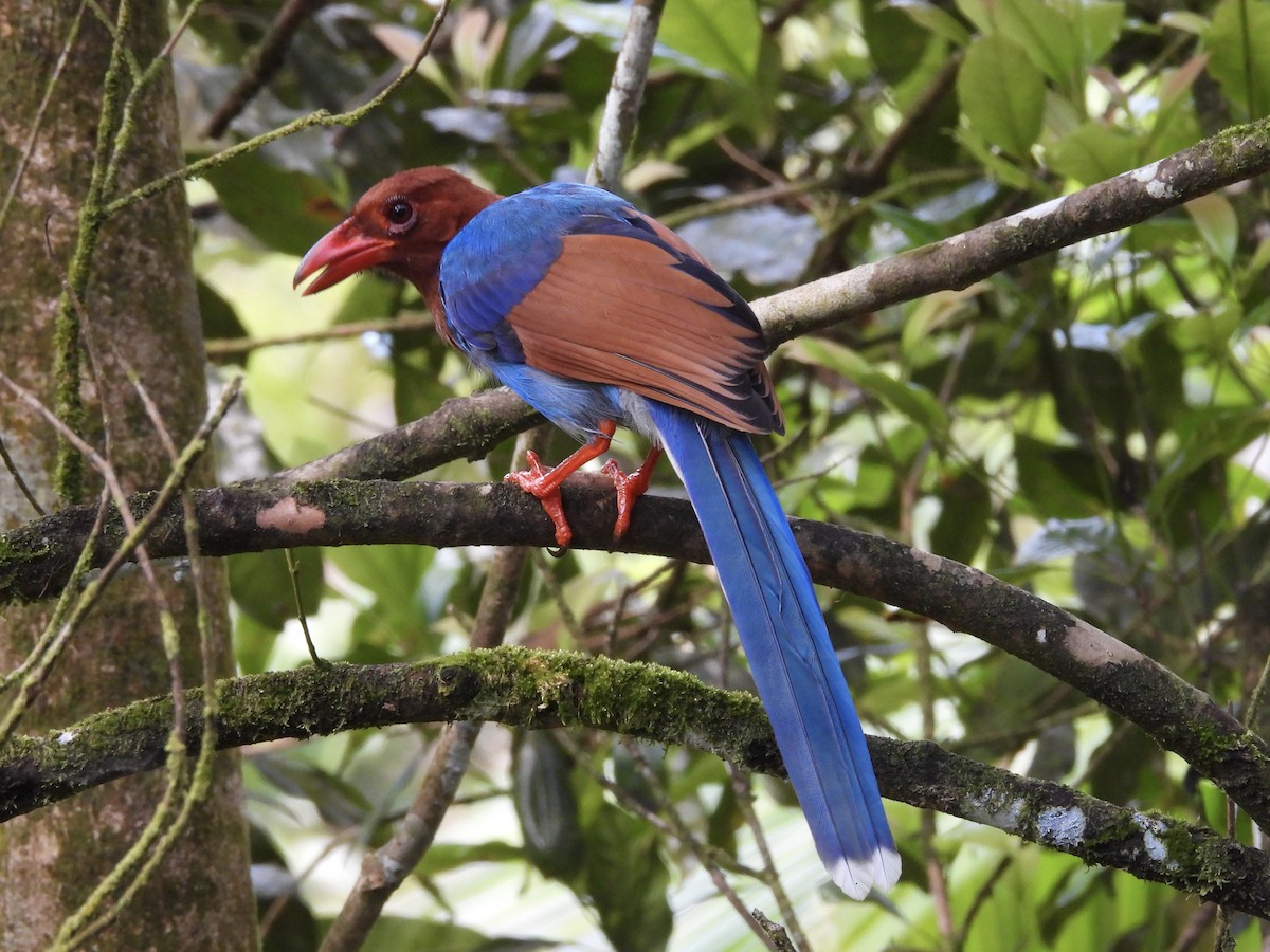 Sri Lanka Blue-Magpie - ML639299883