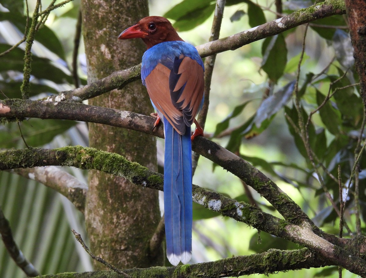 Sri Lanka Blue-Magpie - ML639299884