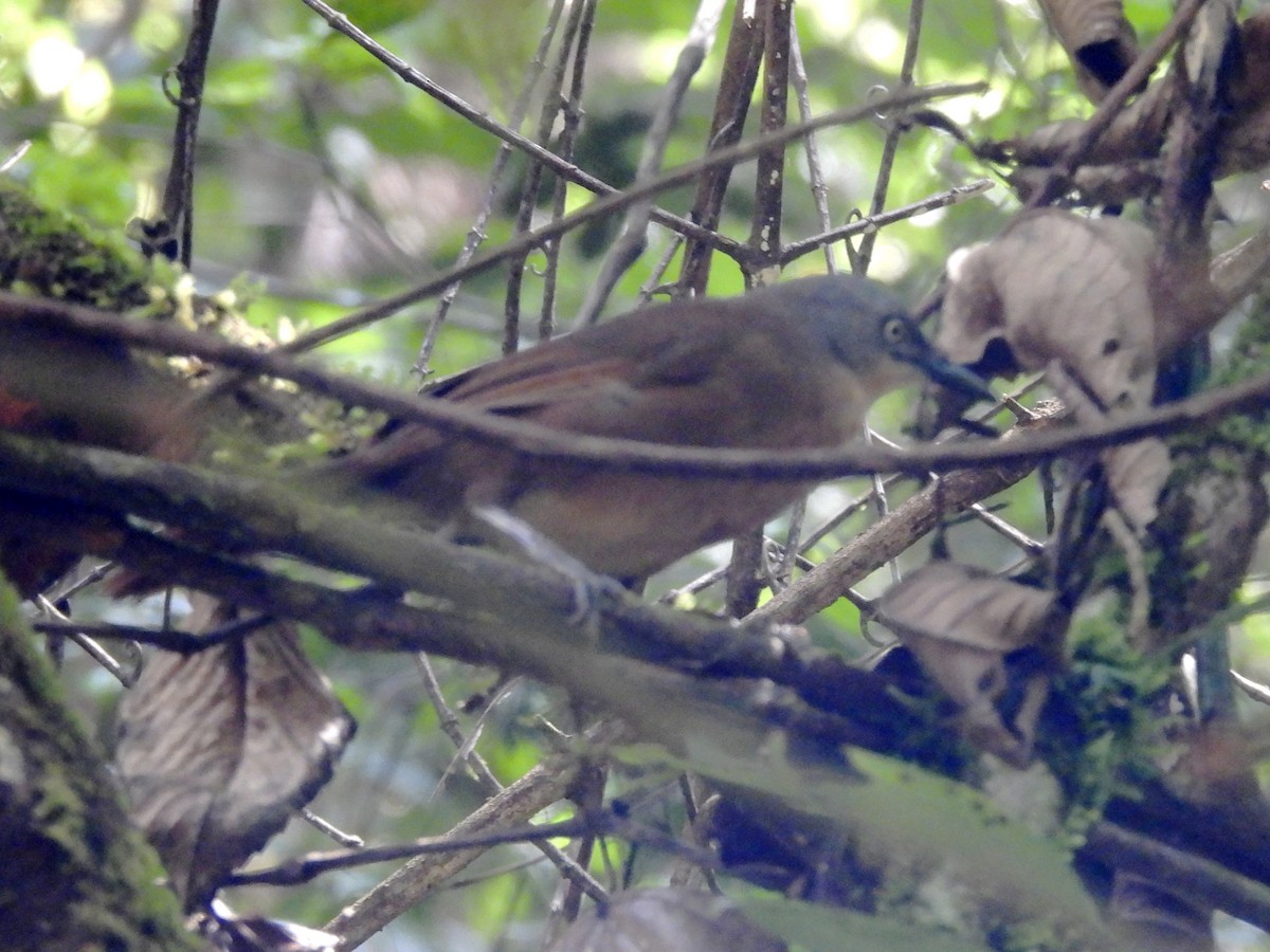 Ashy-headed Laughingthrush - ML639299969