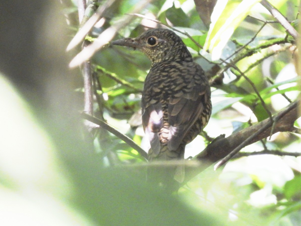 Sri Lanka Thrush - ML639299988