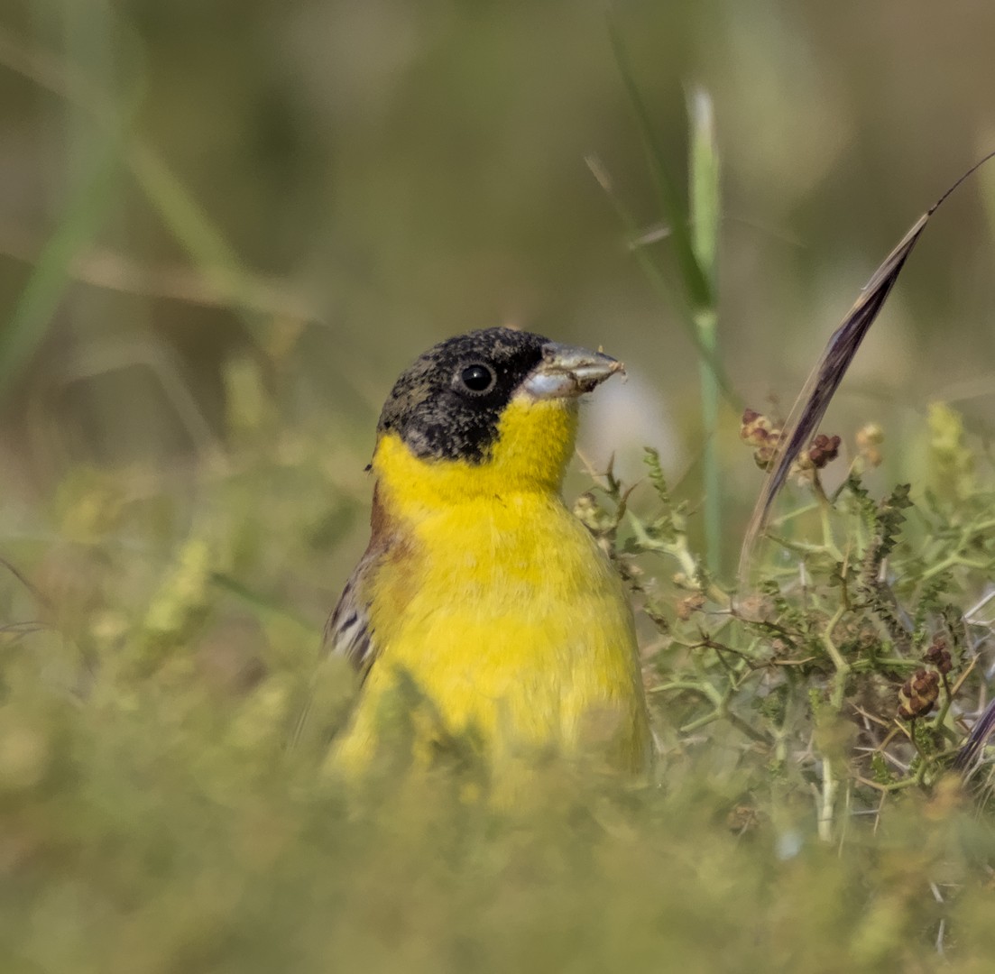 strnad černohlavý - ML639300150