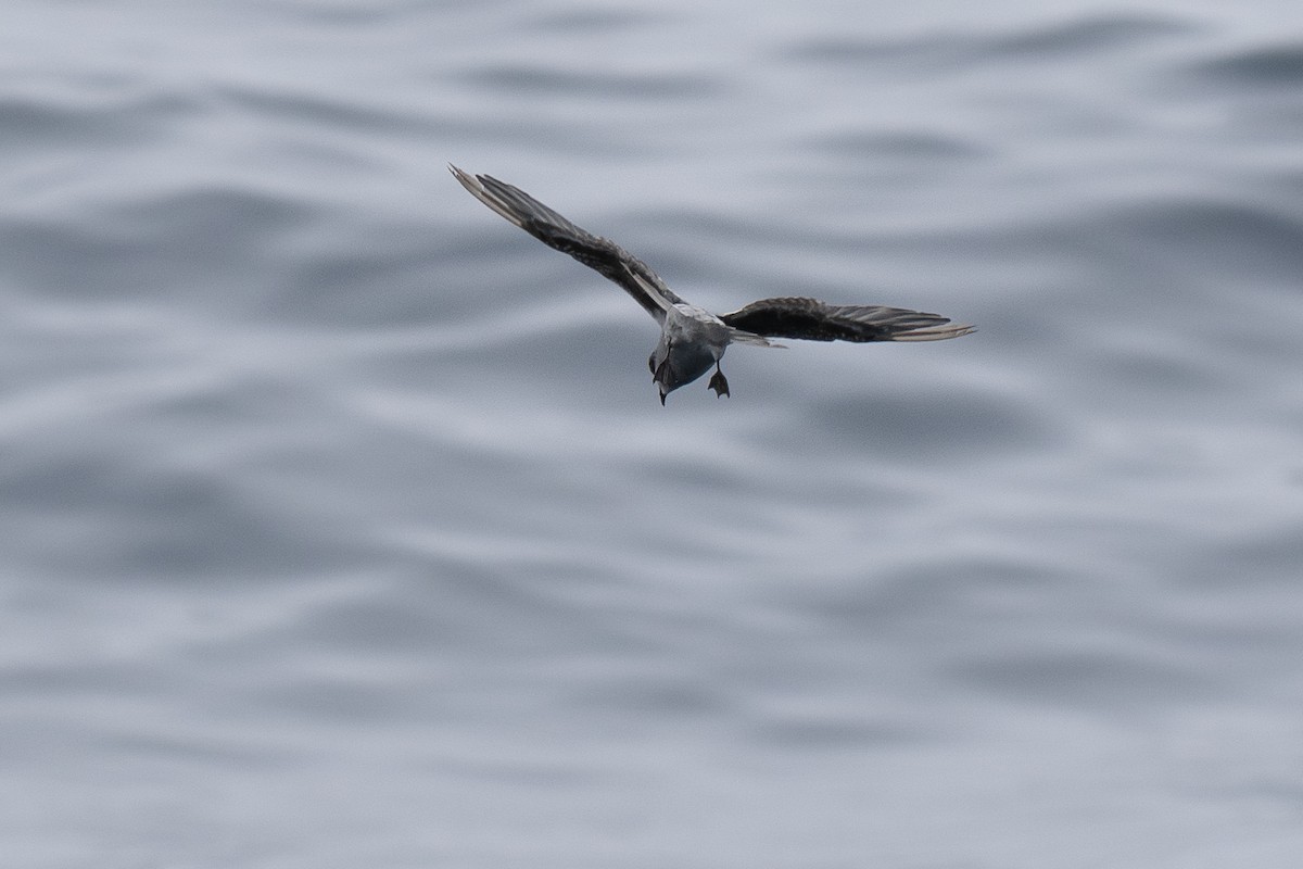 Fork-tailed Storm-Petrel - ML639300234