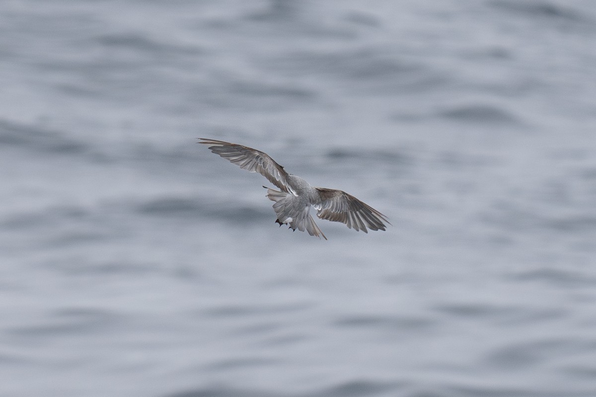 Fork-tailed Storm-Petrel - ML639300235
