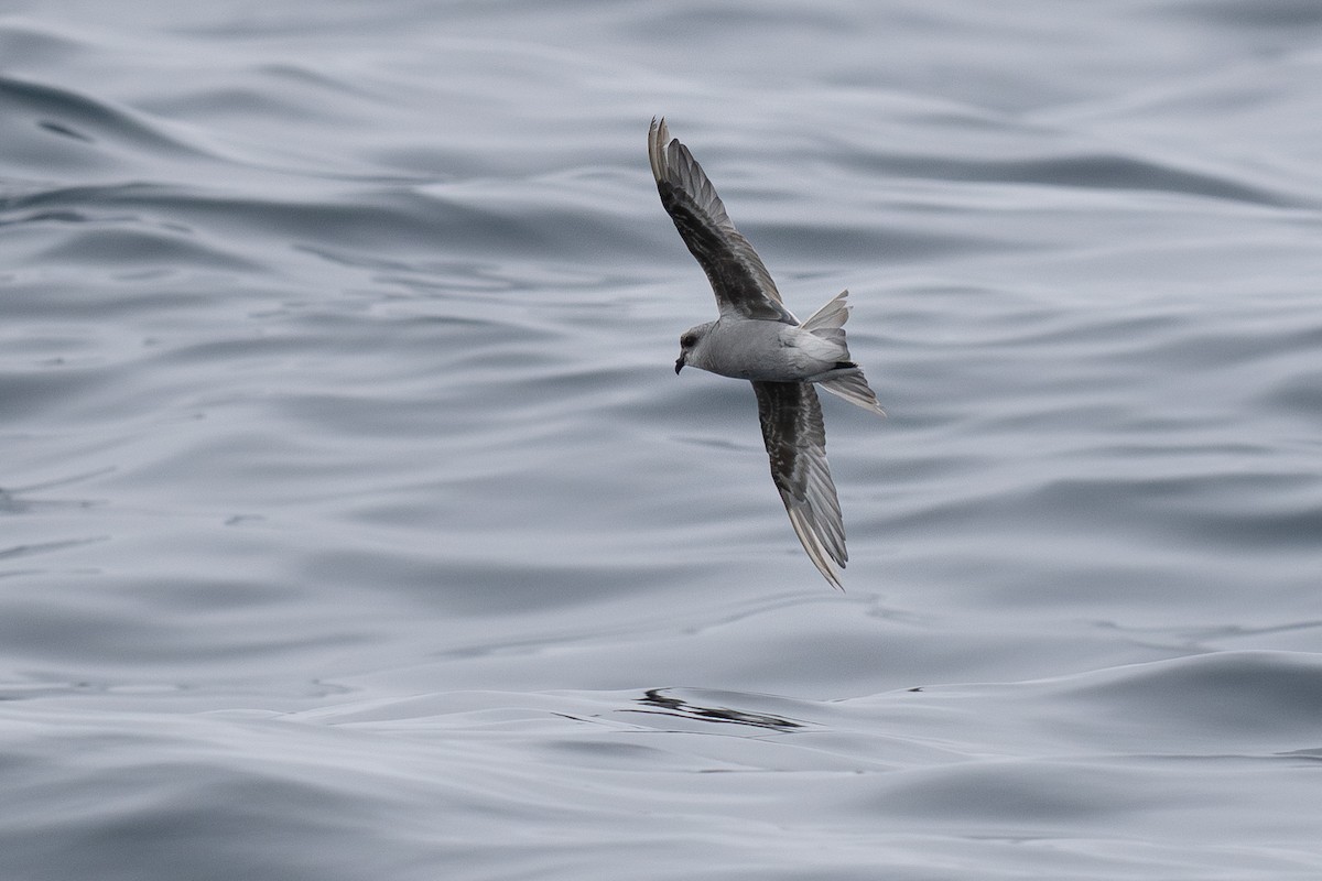 Fork-tailed Storm-Petrel - ML639300236