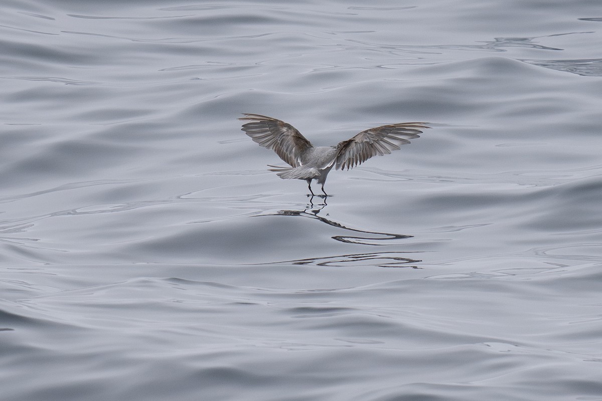 Fork-tailed Storm-Petrel - ML639300237
