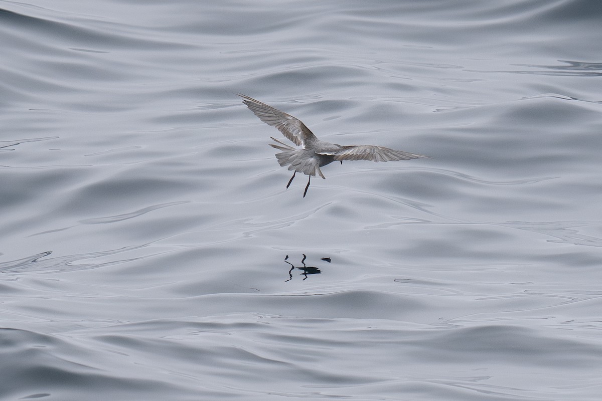 Fork-tailed Storm-Petrel - ML639300238